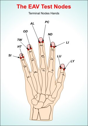 The EAV Terminal-Nodes on the Hand - English.
